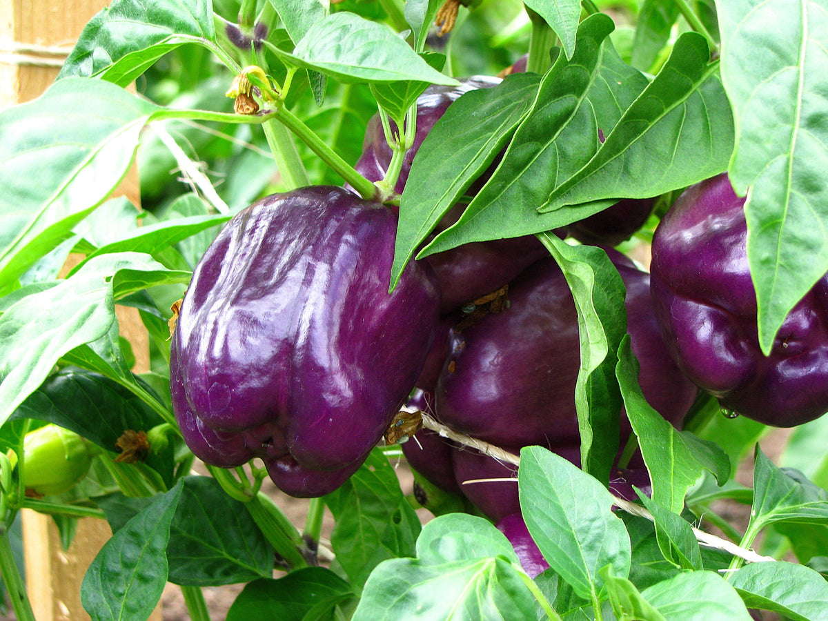 Purple Beauty Pepper Seeds – ( Sweet Mild Bell ) Capsicum Annuum Vegetable