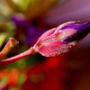500 MIXED ELEGANT CLARKIA Mountain Garland Elegans Pink Purple Red Mix Flower Seeds