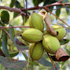 5 HARDY PECAN Tree Carya Illinoinensis King Nut Native Fruit Tree Seeds