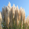 200 WHITE PAMPAS GRASS Cortaderia Selloana Ornamental Flower Seeds