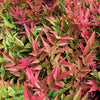 50 HEAVENLY BAMBOO Sacred Nandina Domestica Pink Red Sun Shade Shrub Seeds