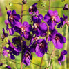 50 VIOLETTA VERBASCUM Phoeniceum Purple Mullein Nectar Flower Seeds