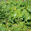 1000 EARLY Fall RAPINI BROCCOLI (Broccoli Raab / Broccoli Rabe / Brocoletti / Cima di Rapa) Brassica Ruvo Vegetable Seeds