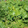 Early Fall Rapini Broccoli (Broccoli Raab / Broccoli Rabe / Brocoletti / Cima di Rapa) Brassica Ruvo – photo 3