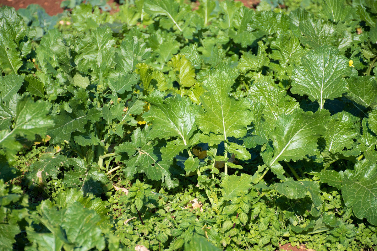 Early Fall Rapini Broccoli (Broccoli Raab / Broccoli Rabe / Brocoletti / Cima di Rapa) Brassica Ruvo – photo 3