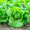 3000 ICEBERG HEAD LETTUCE Lactuca Sativa Vegetable Seeds