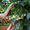 25 BLACK PEPPERCORN Black Pepper Piper Nigrum Spice Vine Seeds