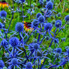 25 BLUE Star SEA HOLLY Eryngium Alpinum Flower Seeds