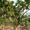 10 TAMARILLO / TREE TOMATO Cyphomandra Betacea Solanum Fruit Tree Seeds