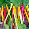 150 RAINBOW MIX SWISS CHARD Mixed Colors Beta Vulgaris Vegetable Seeds