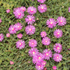 25 Table Mountain ICE PLANT Magenta Fuchsia Delosperma Cooperi Hardy Pink Carpet Flower Seeds