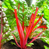 300 RUBY RED SWISS CHARD (Perpetual Spinach) Beta Vulgaris Cicla Vegetable Seeds