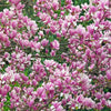5 SAUCER MAGNOLIA x Soulangeana Denudata & Liliiflora 5 - 10" Pink & White Flower Tulip Tree Seeds