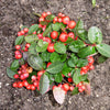 20 Creeping WINTERGREEN / TEABERRY Gaultheria Procumbens Evergreen Flower Seeds