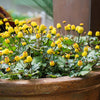 100 TOOTHACHE / EYEBALL PLANT Spilanthes Oleracea Red & Yellow Flower Herb Seeds