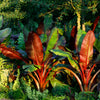 5 RED ABYSSINIAN BANANA Musa Ensete Ventricosum Flowering Fruit Tree Seeds
