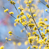 10 SPICEBUSH Wild Allspice Lindera Benzoin Northern Spice Bush Red Berry Yellow Flower Seeds