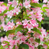 50 OLD FASHIONED WEIGELA Florida Bush Shrub Flower Seeds