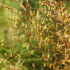 250 Ornamental INDIAN GRASS Sorghastrum Nutans Native Indiangrass Seeds