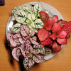 10 Dwarf Mixed Colors POLKA DOT PLANT Red Pink White Rose Splash Select Hypoestes Phyllostachya Flower Houseplant Seeds