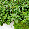 1000 Bulk CORSICAN MINT Mentha Requienii Herb Fragrant Ground Cover Flower Seeds
