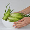 250 CICORIA CATALOGNA Puntarelle Chicorium Chicory Vegetable Seeds