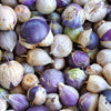 50 PURPLE TOMATILLO Husk Tomato Physalis Ixocarpa Fruit Vegetable Seeds