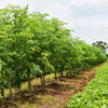 10 Flowering DRUMSTICK TREE Moringa Oleifera Seeds (Miracle Tree / Ben Oil Tree)