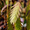 River Oats Seeds – (Northern Sea Oats / Inland Oats) Ornamental Uniola Latifolia Grass – photo 6