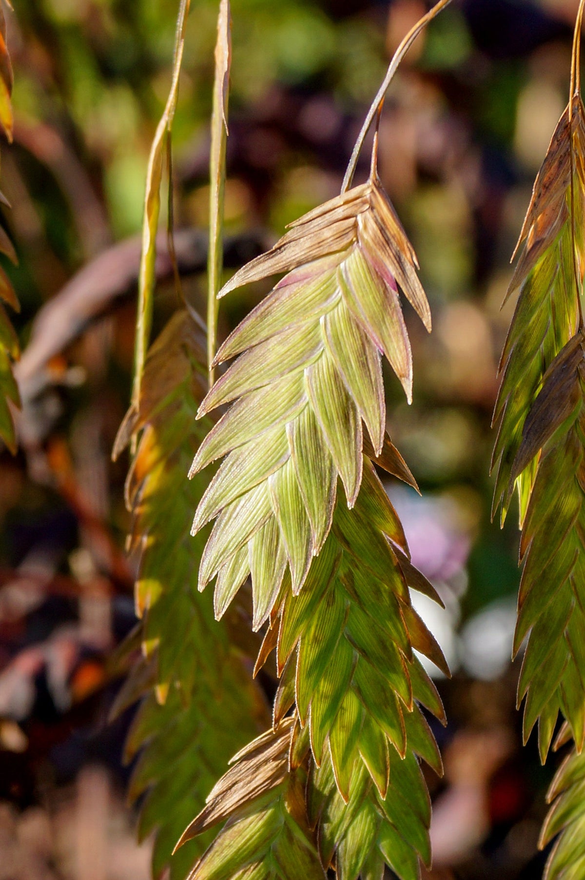 River Oats Seeds – (Northern Sea Oats / Inland Oats) Ornamental Uniola Latifolia Grass – photo 6