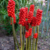 5 JACK IN THE PULPIT Arisaema Triphyllum Native Shade Flower Seeds