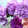 Mixed Carnation / Double Dianthus Chinensis Flower Seeds – photo 2