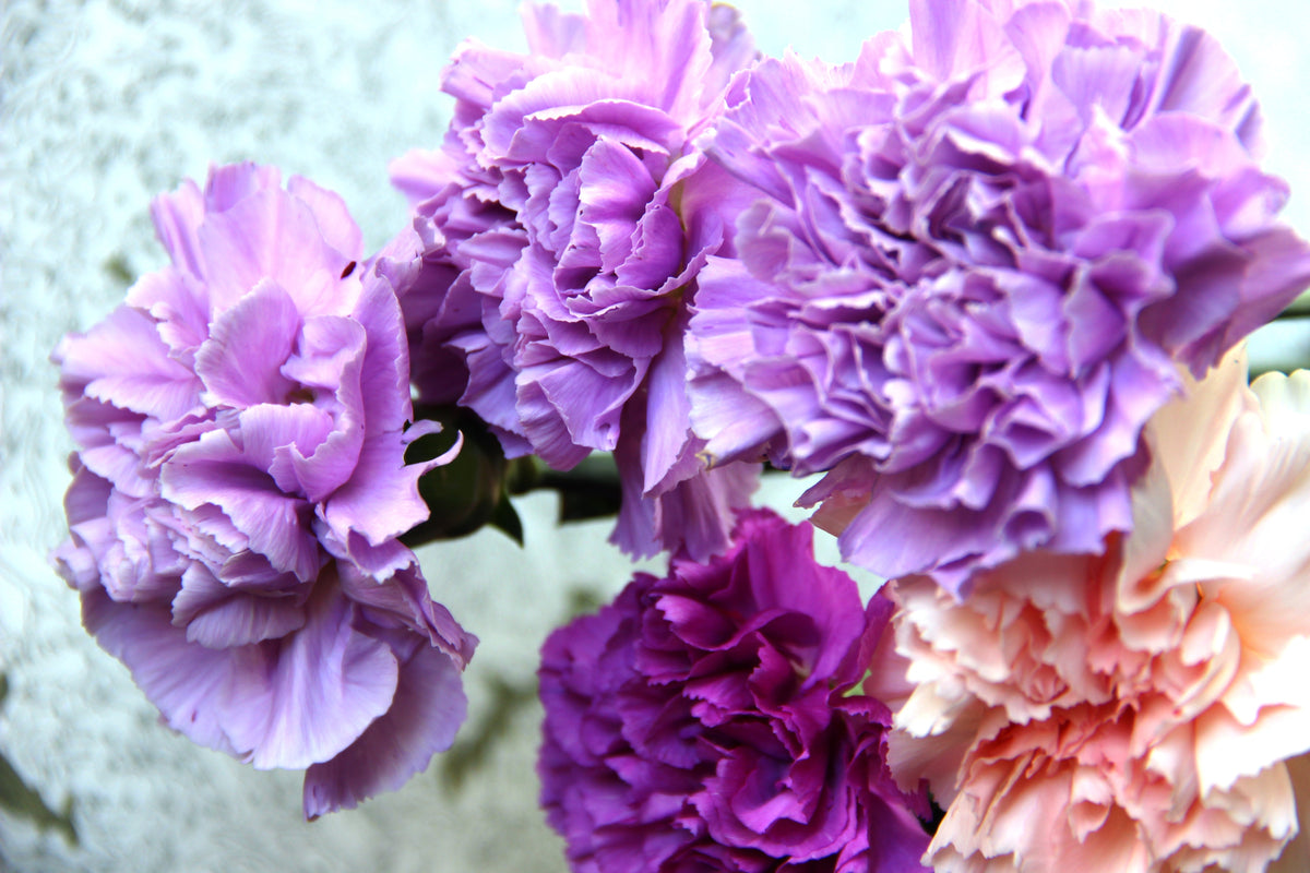 Mixed Carnation / Double Dianthus Chinensis Flower Seeds – photo 2