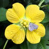 1000 Yellow SEEDBOX (Bushy Water Primrose / Rattlebox / False Loosestrife) Ludwigia Alternifolia Flower Seeds