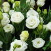 20 Mixed Colors LISIANTHUS Eustoma Grandiflorum Bluebell Gentian Flower Seeds