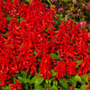 50 RED SALVIA Splendens St. John's Fire Scarlet Sage Flower Seeds