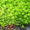 150 MIXED SEDUM Stonecrop Succulent Groundcover Red White Yellow Pink Purple Flower Seeds