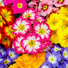 50 MIXED ENGLISH PRIMROSE Primula Vulgaris Acaulis Shade Houseplant Flower Seeds