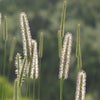500 DERBY TIMOTHY GRASS Ornamental Phleum Pratense Seeds