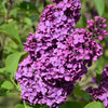 25 FRENCH / Old FASHIONED LILAC Syringa Vulgaris Flower Shrub Bush Seeds