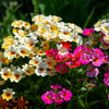50 CARNIVAL MIX NEMESIA Strumosa Mixed Colors Flower Seeds