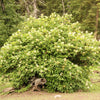 100 RED ELDERBERRY Sambucus Racemosa Scarlet Mountain Elder Bunchberry Tree Shrub Fruit Berry Seeds