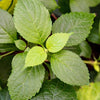 500 CLOVE BASIL Ocimum Basilicum Herb Flower Seeds