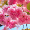 10 JAPANESE FLOWERING CHERRY Tree Oriental Prunus Serrulata Flower Seeds