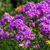 10 TALL GARDEN PHLOX Paniculata Mixed Colors 'New Hybrids Mix' Flower Seeds