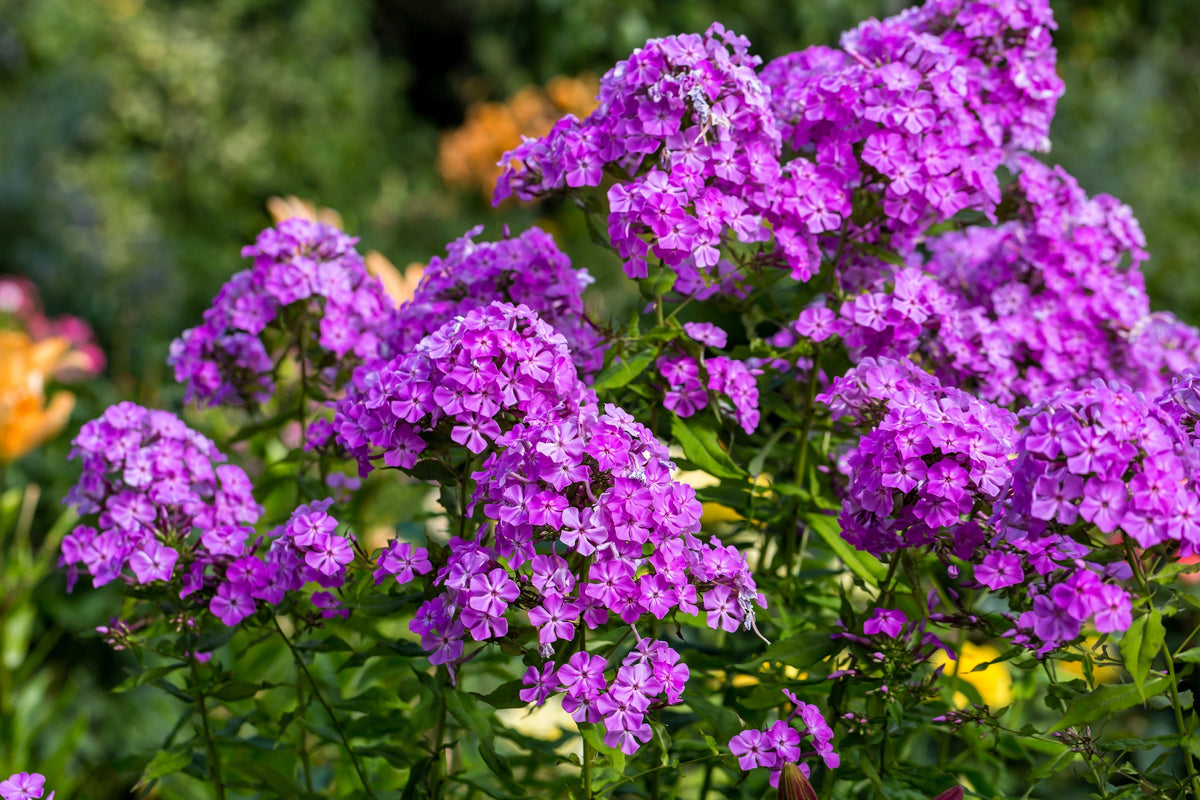 Tall Purple Phlox Seeds – Paniculata Garden Summer Native Hummingbird Flower