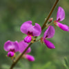 200 SHOWY PINK TREFOIL Stick Tights Desmodium Canadense Flower Seeds