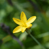 10 YELLOW EYED GRASS Ornamental Sisyrinchium Californicum Flower Seeds