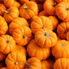 20 JACK Be LITTLE PUMPKIN Miniature Vegetable Cucurbita Pepo Seeds
