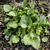 1500 UPLAND CRESS American Land Cress Barbarea Verna Creasy Vegetable Herb Seeds